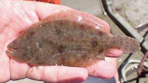 Image result for Paralichthys lethostigma