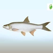 Image result for Aspius aspius