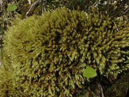 Attēlu rezultāti vaicājumam “Philonotis calcarea”