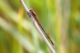 Attēlu rezultāti vaicājumam “Sympecma paedisca”