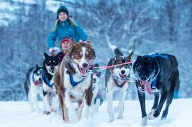 Image result for Team Ice Fire British Sled Dog Racing Team
