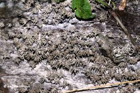 Attēlu rezultāti vaicājumam “Arcyria cinerea”