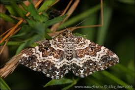 Attēlu rezultāti vaicājumam “Epirrhoe”