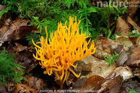 Attēlu rezultāti vaicājumam “Calocera pallidospathulata”