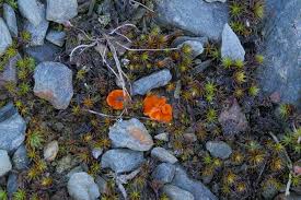 Attēlu rezultāti vaicājumam “Octospora humosa”