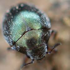 Attēlu rezultāti vaicājumam “Byrrhidae”