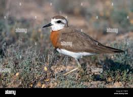 Image result for Charadrius asiaticus