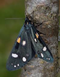 Attēlu rezultāti vaicājumam “Callimorpha dominula”