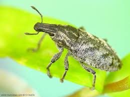 Attēlu rezultāti vaicājumam “Cleonis pigra”