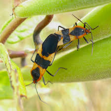 Attēlu rezultāti vaicājumam “Lygaeidae”