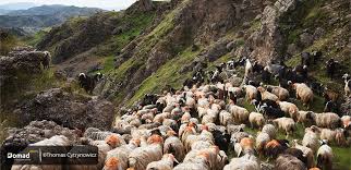 Image result for The Nomads R.H.C.