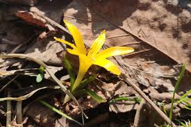 Attēlu rezultāti vaicājumam “Colchicum luteum flower”