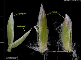 Attēlu rezultāti vaicājumam “Poa pratensis flower”