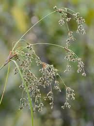 Attēlu rezultāti vaicājumam “Scirpus sylvaticus bud”