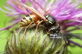 Attēlu rezultāti vaicājumam “Vespula rufa”