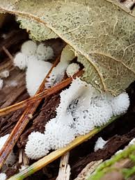 Attēlu rezultāti vaicājumam “Ceratiomyxa porioides young”