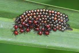 Attēlu rezultāti vaicājumam “Pentatomidae eggs”