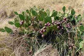 Attēlu rezultāti vaicājumam “Onobrychis arenaria fruit”