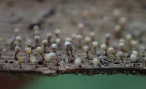 Attēlu rezultāti vaicājumam “Craterium aureum spores”