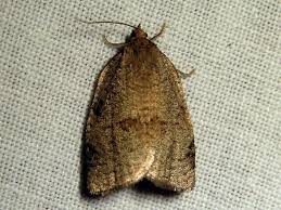 Attēlu rezultāti vaicājumam “Lozotaenia forsterana”