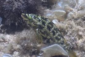 Image result for Symphodus bailloni