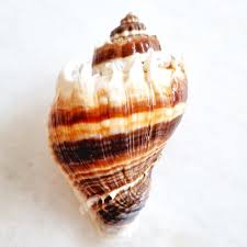 Image result for Melongena corona