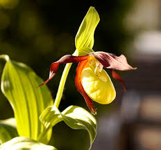 Attēlu rezultāti vaicājumam “Cypripedium calceolus flower”