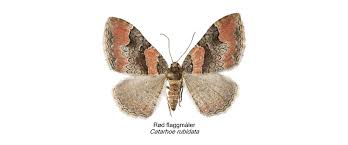 Attēlu rezultāti vaicājumam “Catarhoe rubidata”