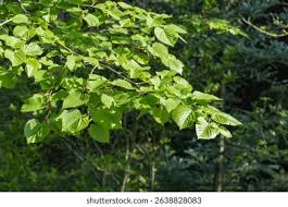 Attēlu rezultāti vaicājumam “Tilia x moltkei leaf”