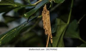 Attēlu rezultāti vaicājumam “Psyche casta larva”