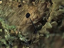 Attēlu rezultāti vaicājumam “Barbeyella minutissima”