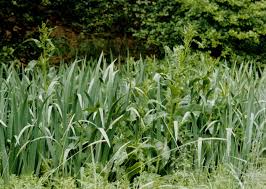 Attēlu rezultāti vaicājumam “Rumex aquaticus”