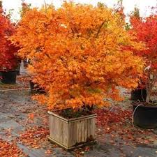 Image result for Acer palmatum `Orange Dream`