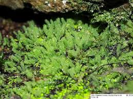 Attēlu rezultāti vaicājumam “Schistostega pennata”