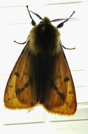 Attēlu rezultāti vaicājumam “Spilosoma lutea imago”