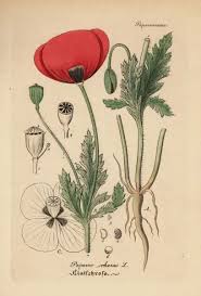 Attēlu rezultāti vaicājumam “Papaver rhoeas”