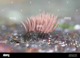 Attēlu rezultāti vaicājumam “Stemonitis marjana macro”