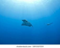 Image result for Mobula tarapacana