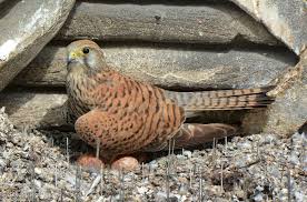 Attēlu rezultāti vaicājumam “Falco tinnunculus adult”