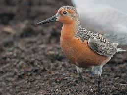 Attēlu rezultāti vaicājumam “Calidris canutus adult”