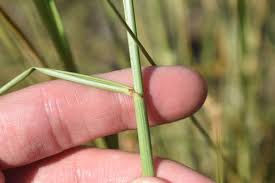 Attēlu rezultāti vaicājumam “Trichia erecta stalked”