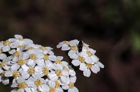 Attēlu rezultāti vaicājumam “Achillea millefolium flower”