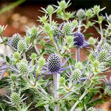 Attēlu rezultāti vaicājumam “Eryngium planum fruit”