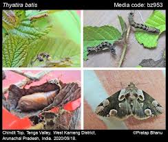 Attēlu rezultāti vaicājumam “Thyatira batis larva”