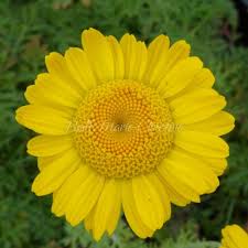 Image result for Anthemis tinctoria