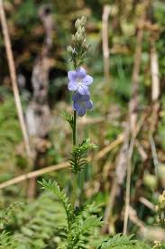 Attēlu rezultāti vaicājumam “Polemonium caeruleum leaf”