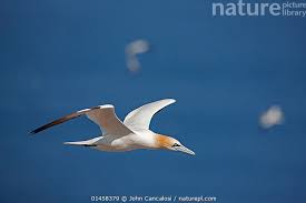 Image result for Morus bassanus