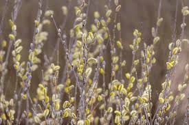 Attēlu rezultāti vaicājumam “Salix caprea”