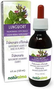 Image result for Pulmonaria officinalis