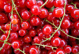 Attēlu rezultāti vaicājumam “Ribes rubrum fruit”